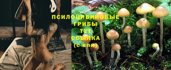 ПСИЛОЦИБИНОВЫЕ ГРИБЫ Осинники